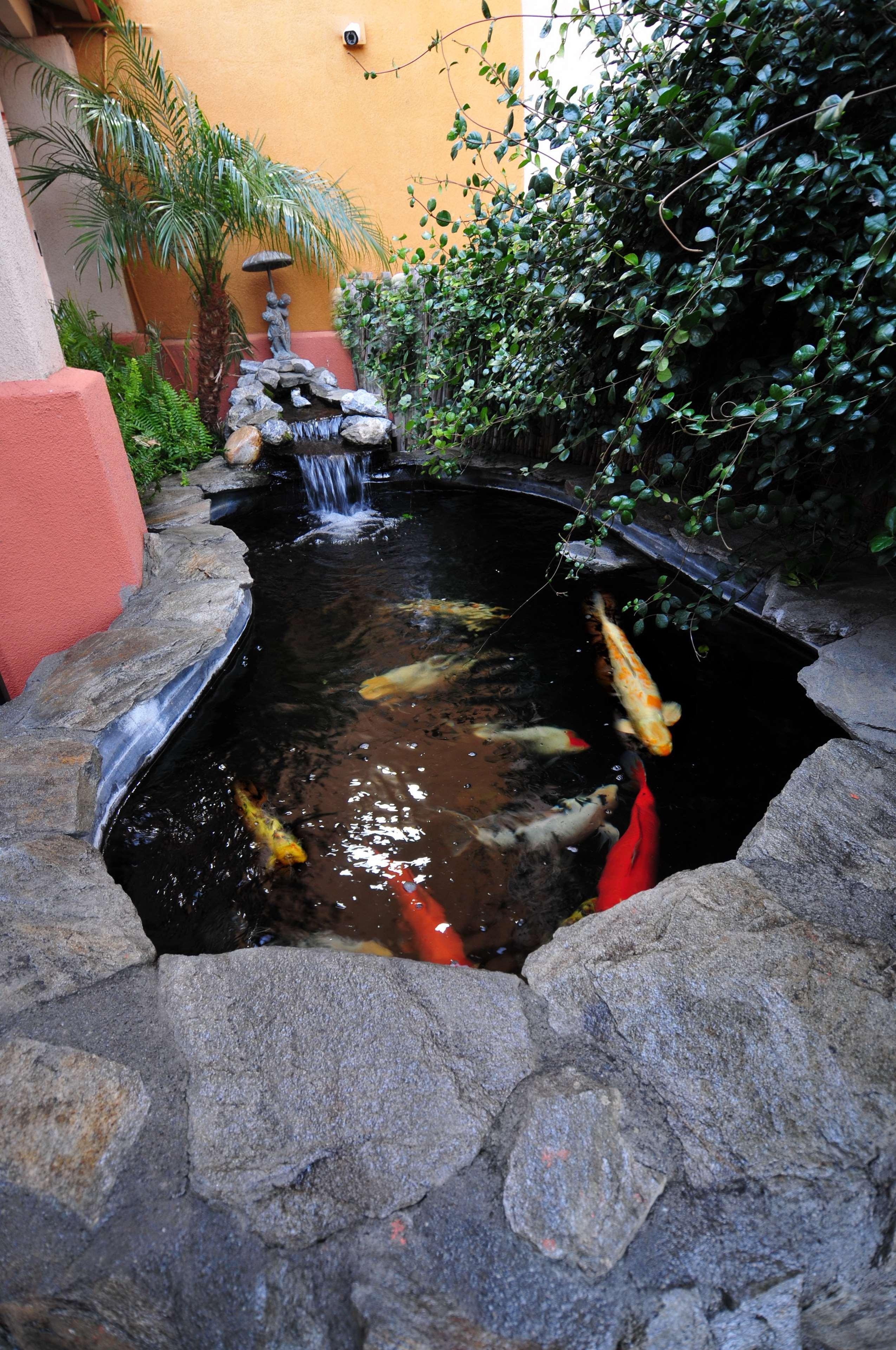 Western Antelope Inn&suites 3* Red Bluff